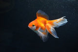 Ryukin Long Tail Red White 4 Inch (ID#1115Ry7a-1) Free2Day SHIPPING