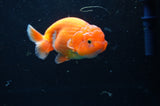 Juvenile Lionchu  Red White 3.5 Inch (ID#422R11b-33) Free2Day SHIPPING