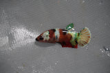 Candy Koi Galaxy  Plakat Female Betta (ID#801-F226) Free2Day SHIPPING