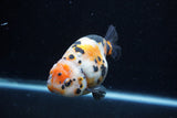 Milk Cow Ranchu  Calico 4 Inch (ID#0113R10c-95) Free2Day SHIPPING