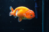 Juvenile Lionchu  Red White 3.5 Inch (ID#422R11b-33) Free2Day SHIPPING