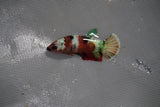 Candy Koi Galaxy  Plakat Female Betta (ID#801-F226) Free2Day SHIPPING