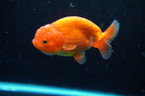 Juvenile Lionchu  Red White 3.5 Inch (ID#422R11b-33) Free2Day SHIPPING
