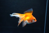 Ryukin Long Tail Red White 4 Inch (ID#1115Ry7a-1) Free2Day SHIPPING