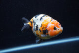 Milk Cow Ranchu  Calico 4 Inch (ID#0113R10c-95) Free2Day SHIPPING