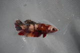 Koi Galaxy  Plakat Female Betta (ID#801-F227) Free2Day SHIPPING