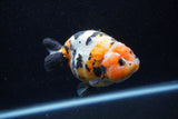 Milk Cow Ranchu  Calico 4 Inch (ID#0113R10c-95) Free2Day SHIPPING