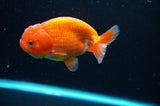 Juvenile Lionchu  Red White 3.5 Inch (ID#422R11b-33) Free2Day SHIPPING