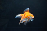 Ryukin Long Tail Red White 4 Inch (ID#1115Ry7a-1) Free2Day SHIPPING