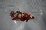 Koi Galaxy  Plakat Female Betta (ID#801-F227) Free2Day SHIPPING