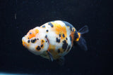 Milk Cow Ranchu  Calico 4 Inch (ID#0113R10c-95) Free2Day SHIPPING