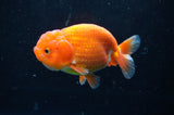 Juvenile Lionchu  Red White 3.5 Inch (ID#422R11b-33) Free2Day SHIPPING