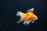 Ryukin Long Tail Red White 4 Inch (ID#1115Ry7a-1) Free2Day SHIPPING