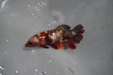 Koi Galaxy  Plakat Female Betta (ID#801-F227) Free2Day SHIPPING