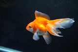 Ryukin Long Tail Red White 4 Inch (ID#1115Ry7a-1) Free2Day SHIPPING