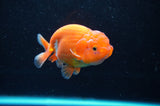 Juvenile Lionchu  Red White 3.5 Inch (ID#422R11b-33) Free2Day SHIPPING