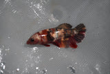 Koi Galaxy  Plakat Female Betta (ID#801-F227) Free2Day SHIPPING