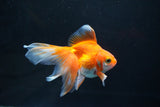 Ryukin Long Tail Red White 4 Inch (ID#1115Ry7a-1) Free2Day SHIPPING