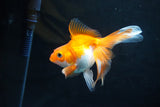 Ryukin Long Tail Red White 4.5 Inch (ID#1115Ry7a-2) Free2Day SHIPPING