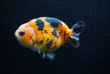 Milk Cow Ranchu  Calico 4.5 Inch (ID#0113R10c-96) Free2Day SHIPPING