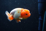 Juvenile Lionchu  Red White 3.5 Inch (ID#422R11b-34) Free2Day SHIPPING
