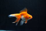 Ryukin Long Tail Red White 4.5 Inch (ID#1115Ry7a-2) Free2Day SHIPPING