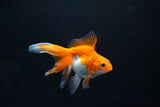 Ryukin Long Tail Red White 4.5 Inch (ID#1115Ry7a-2) Free2Day SHIPPING