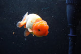 Juvenile Lionchu  Red White 3.5 Inch (ID#422R11b-34) Free2Day SHIPPING