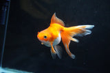 Ryukin Long Tail Red White 4.5 Inch (ID#1115Ry7a-2) Free2Day SHIPPING