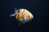 Milk Cow Ranchu  Calico 4.5 Inch (ID#0113R10c-96) Free2Day SHIPPING