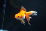 Ryukin Long Tail Red White 4.5 Inch (ID#1115Ry7a-2) Free2Day SHIPPING