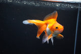 Ryukin Long Tail Red White 4.5 Inch (ID#1115Ry7a-2) Free2Day SHIPPING