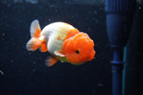 Juvenile Lionchu  Red White 3.5 Inch (ID#422R11b-34) Free2Day SHIPPING