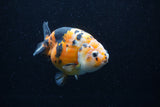 Milk Cow Ranchu  Calico 4.5 Inch (ID#0113R10c-96) Free2Day SHIPPING