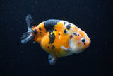 Milk Cow Ranchu  Calico 4.5 Inch (ID#0113R10c-96) Free2Day SHIPPING