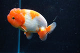 Juvenile Lionchu  Red White 3.5 Inch (ID#422R11b-34) Free2Day SHIPPING