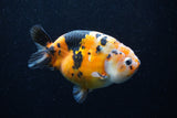 Milk Cow Ranchu  Calico 4.5 Inch (ID#0113R10c-96) Free2Day SHIPPING