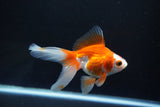 Ryukin Long Tail Red White 4.5 Inch (ID#1115Ry7a-3) Free2Day SHIPPING