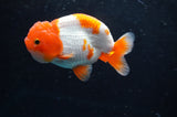 Juvenile Lionchu  Red White 3.5 Inch (ID#422R11b-35) Free2Day SHIPPING