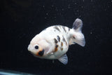 Milk Cow Ranchu  Calico 4.5 Inch (ID#0113R10c-97) Free2Day SHIPPING