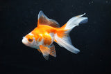 Ryukin Long Tail Red White 4.5 Inch (ID#1115Ry7a-3) Free2Day SHIPPING