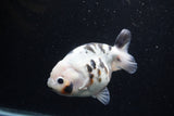 Milk Cow Ranchu  Calico 4.5 Inch (ID#0113R10c-97) Free2Day SHIPPING