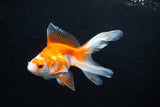 Ryukin Long Tail Red White 4.5 Inch (ID#1115Ry7a-3) Free2Day SHIPPING