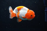 Juvenile Lionchu  Red White 3.5 Inch (ID#422R11b-35) Free2Day SHIPPING