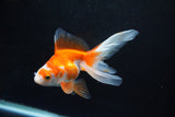 Ryukin Long Tail Red White 4.5 Inch (ID#1115Ry7a-3) Free2Day SHIPPING