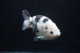 Milk Cow Ranchu  Calico 4.5 Inch (ID#0113R10c-97) Free2Day SHIPPING