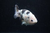 Milk Cow Ranchu  Calico 4.5 Inch (ID#0113R10c-97) Free2Day SHIPPING