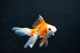 Ryukin Long Tail Red White 4.5 Inch (ID#1115Ry7a-3) Free2Day SHIPPING