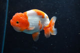 Juvenile Lionchu  Red White 3.5 Inch (ID#422R11b-35) Free2Day SHIPPING