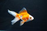 Ryukin Long Tail Red White 4.5 Inch (ID#1115Ry7a-3) Free2Day SHIPPING